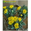 Фаукария Босха (Faucaria bosscheana)