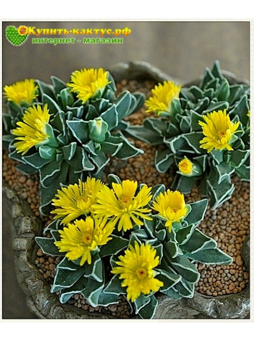 Фаукария Босха (Faucaria bosscheana)