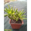 Крассула овата голлум (Crassula ovata Gollum)