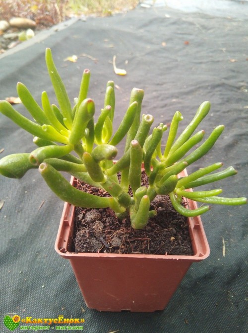 Крассула овата голлум (Crassula ovata Gollum)