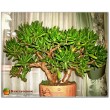 Крассула овата голлум (Crassula ovata Gollum)