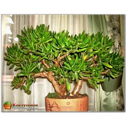 Черенок крассула овата голлум (Crassula ovata Gollum)
