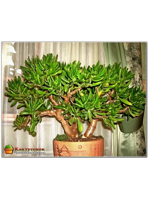 Крассула овата голлум (Crassula ovata Gollum)