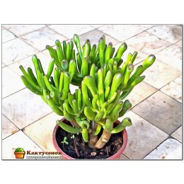 Черенок крассула овата голлум (Crassula ovata Gollum)