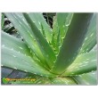 Алоэ Вера (aloe vera)