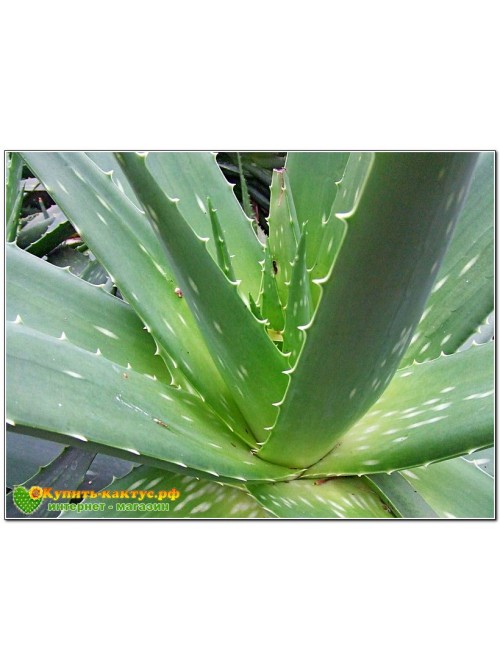 Алоэ Вера (aloe vera)