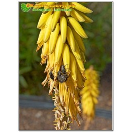 Алоэ Вера (aloe vera)