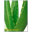 Алоэ Вера (aloe vera)