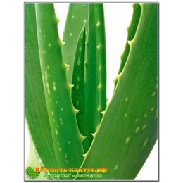 Алоэ Вера (aloe vera)