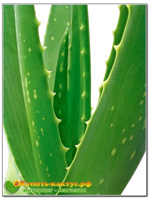 Алоэ Вера (aloe vera)