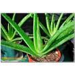 Алоэ Вера (aloe vera)