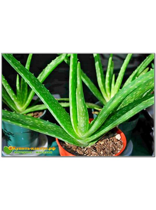 Алоэ Вера (aloe vera)