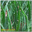 Алоэ Вера (aloe vera)