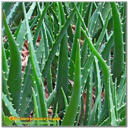 Алоэ Вера (aloe vera)