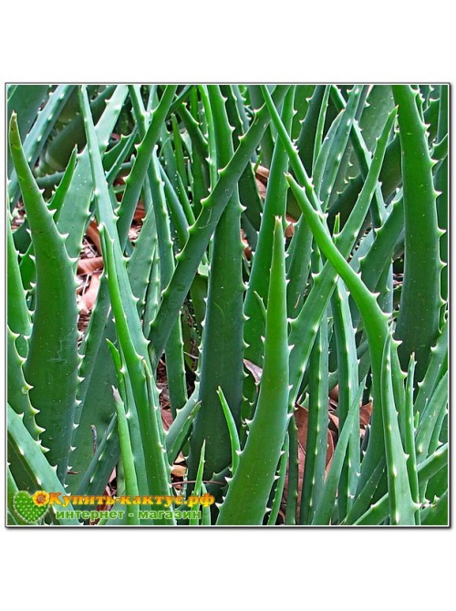 Алоэ Вера (aloe vera)