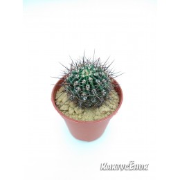 Эхинопсис трубкоцветный (Echinopsis tubiflora)