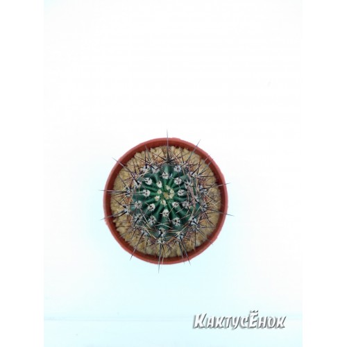 Эхинопсис трубкоцветный (Echinopsis tubiflora)