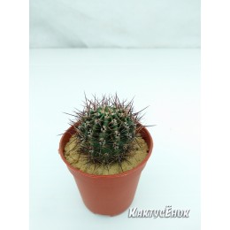 Эхинопсис трубкоцветный (Echinopsis tubiflora)