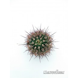 Эхинопсис трубкоцветный (Echinopsis tubiflora)