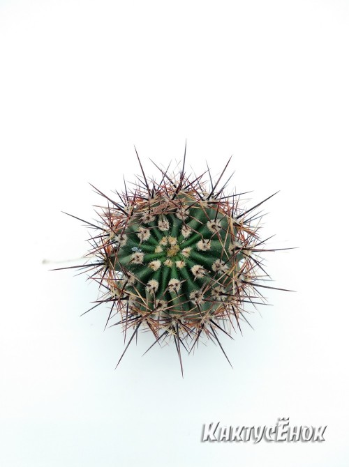Эхинопсис трубкоцветный (Echinopsis tubiflora)