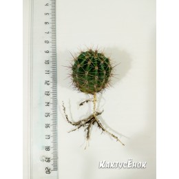 Эхинопсис трубкоцветный (Echinopsis tubiflora)