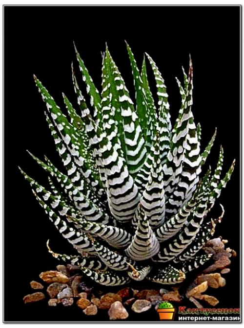 Хавортия полосатая (Haworthia fasciata c.v. Big Band, хавортия фасциата биг бэнд)