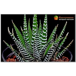 Хавортия полосатая (Haworthia fasciata c.v. Big Band, хавортия фасциата биг бэнд)