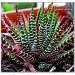 Хавортия полосатая (Haworthia fasciata c.v. Big Band, хавортия фасциата биг бэнд)