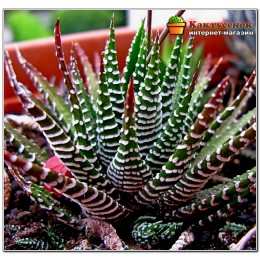 Хавортия полосатая (Haworthia fasciata c.v. Big Band, хавортия фасциата биг бэнд)