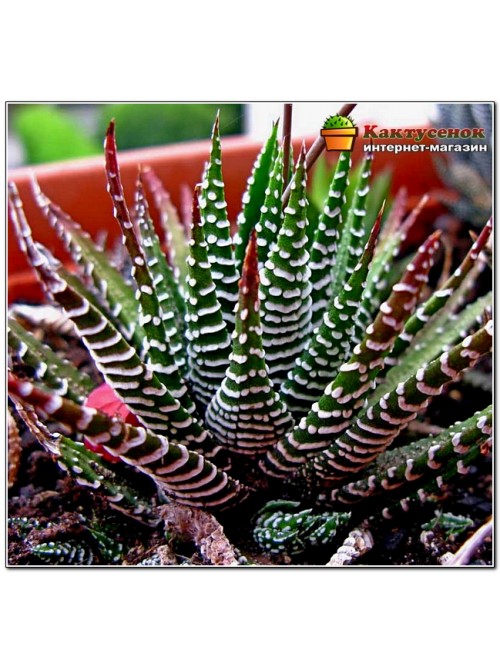 Хавортия полосатая (Haworthia fasciata c.v. Big Band, хавортия фасциата биг бэнд)