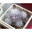 Маммиллярия Техасская, белые колючки (Mammillaria prolifera var. Texana, маммилярия пролифера тексана)