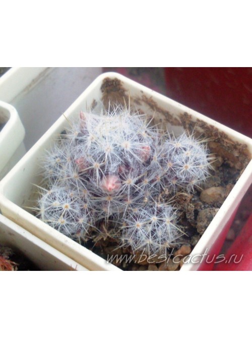 Маммиллярия Техасская, белые колючки (Mammillaria prolifera var. Texana, маммилярия пролифера тексана)