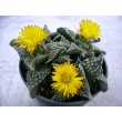 Фаукария бугорчатая (Faucaria tuberculosa)