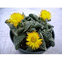 Фаукария бугорчатая (Faucaria tuberculosa)