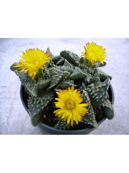 Фаукария бугорчатая (Faucaria tuberculosa)