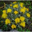 Фаукария бугорчатая (Faucaria tuberculosa)