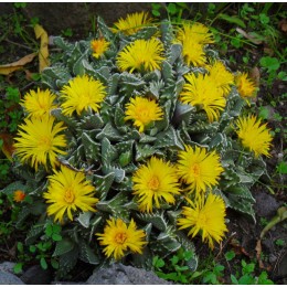 Фаукария бугорчатая (Faucaria tuberculosa)