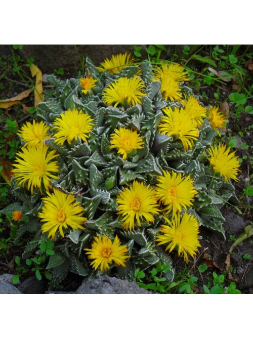 Фаукария бугорчатая (Faucaria tuberculosa)