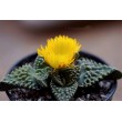 Фаукария бугорчатая (Faucaria tuberculosa)