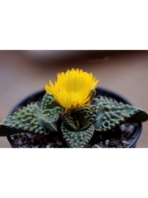 Фаукария бугорчатая (Faucaria tuberculosa)