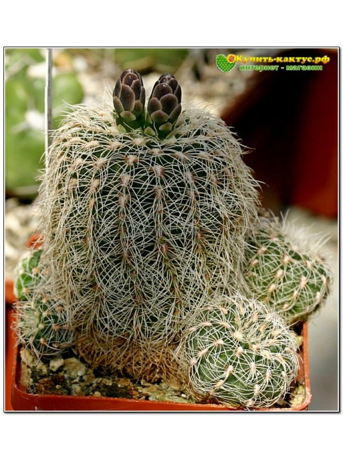 Гимнокалициум альбиспинум Бакеберга(Gymnocalycium albispinum Backeb. 1936)