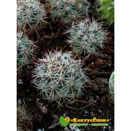 Бартшелла Шумана (Bartschella schumannii (Hildmann 1891)Britton & Rose 1923)