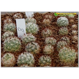 Бартшелла Шумана (Bartschella schumannii (Hildmann 1891)Britton & Rose 1923)