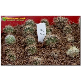 Лобивия киноварно-красная (Lobivia cinnabarina v. grandiflora)