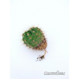 Эхинопсис мамиллоза (Echinopsis mamillosa Gurke 1907)