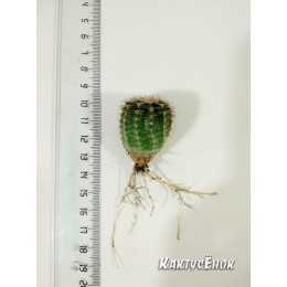 Эхинопсис мамиллоза (Echinopsis mamillosa Gurke 1907)