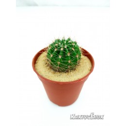 Эхинопсис мамиллоза (Echinopsis mamillosa Gurke 1907)