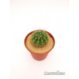 Эхинопсис мамиллоза (Echinopsis mamillosa Gurke 1907)