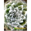 Молодило паутинистое, форма с мелкой розеткой - Каменная роза (Sempervivum arachnoideum, семпервивум арахноидеум)