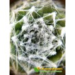 Молодило паутинистое, форма с мелкой розеткой - Каменная роза (Sempervivum arachnoideum, семпервивум арахноидеум)